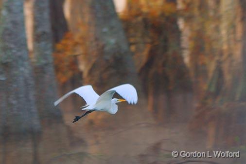 Egret In Flight_26213.jpg - Great Egret (Ardea alba) photographed in the Cypress Island Preserve at Lake Martin near Breaux Bridge, Louisiana, USA.